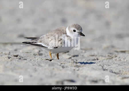 Ein Semipalmated Regenpfeifer Charadrius Semipalmatus Futtersuche am Strand im Sommer Stockfoto