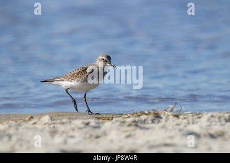 Ein semipalmated Strandläufer Calidris Pusilla Futtersuche am Strand Stockfoto