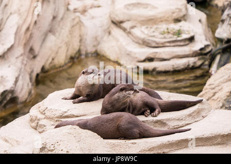 Familie von drei Sea Otter auf einem Felsen Stockfoto