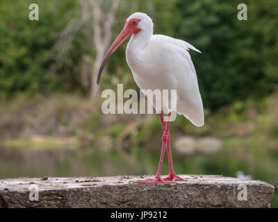 Ibis (Eudocimus Albus) Stockfoto
