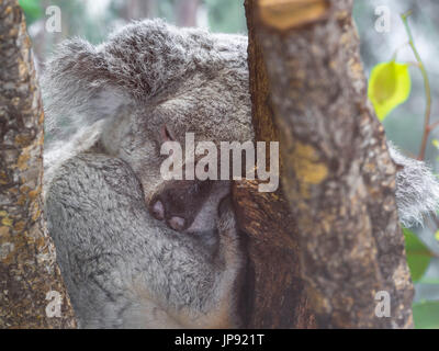 OALA (Phascolarctos Cinereus) schlafen im Baum Stockfoto