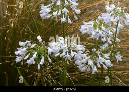 Gerundete Köpfe der kleine, blaue getönt weißen Blüten der Staude, Agapanthus "Stern von Bethlehem" Stockfoto