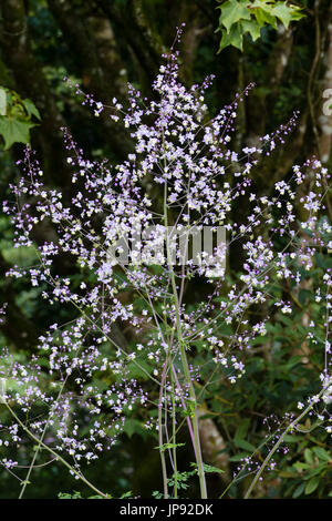 Chinesische Meadow Rue Thalictrum Delavayi Zeigen Zarte Blume Rispen Stockfotografie Alamy