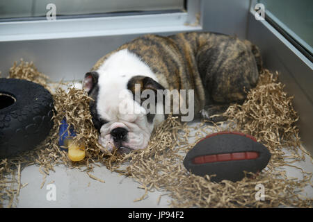 Englische Bulldogge Welpen zum Verkauf an ein Haustier zu speichern, in einem Einkaufszentrum, northern NJ Stockfoto