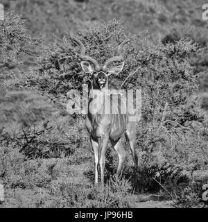 Ein Erwachsenen Kudu Stier steht im Buschfeld im südlichen Afrika Stockfoto