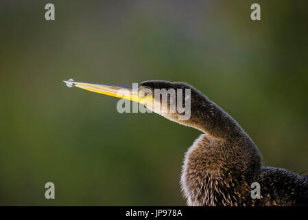 Anhinga Anhinga Anhinga, Stockfoto