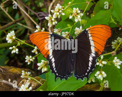 Rostige gekippt Seite, Siproeta Epaphus, Stockfoto