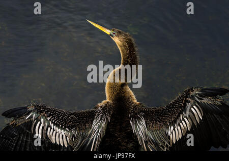 Anhinga (Anhinga Anhinga) Stockfoto