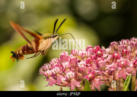 Eine Nahaufnahme von einem Hummingbird Clearwing Moth Fütterung auf eine Blume. Stockfoto