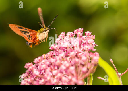 Eine Nahaufnahme von einem Hummingbird Clearwing Moth Fütterung auf eine Blume. Stockfoto