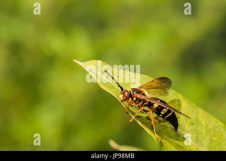 Eine Nahaufnahme einer weiblichen östlichen Cicada Killer Stockfoto