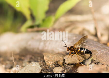 Eine Nahaufnahme einer weiblichen östlichen Cicada Killer Stockfoto