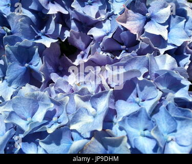 Blaue Hortensie Closeup Stockfoto