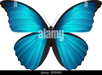 Schmetterling auf einem weißen Hintergrund isoliert Stock Vektor