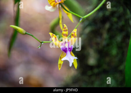 Kleine gelb und lila Orchidee im Nebelwald in der Nähe von Manizales, Kolumbien Stockfoto