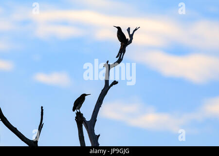 Ein Paar Grüne Reiher hoch oben in einem Baum an der Kahle Knopf National Wildlife Refuge in Bald Knob, Arkansas Stockfoto