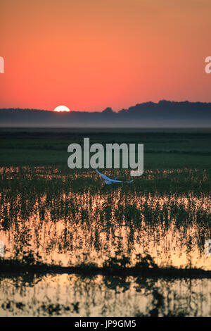 Ein Silberreiher fliegt in einem Reisfeld bei Sonnenaufgang über kahle Knopf National Wildlife Refuge in kahl Knopf, Arkansas Stockfoto