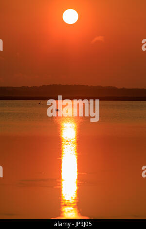 Großer Reiher, Pelikane und großen Graureiher zum Frühstück am frühen Morgen bei Sonnenaufgang im kahlen Knopf Wildlife Refuge in kahl Knopf Arkansas. Stockfoto