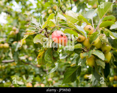 Saftig und reif ausgewachsenen rote Holzäpfel auf einem Baum; Essex; UK Stockfoto