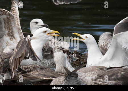 Weniger schwarze gesicherten Möwen Streit um Nahrung Stockfoto