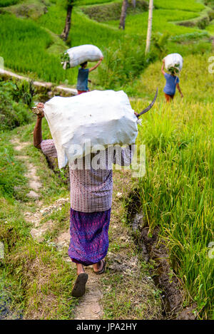 Indonesische Bauern bei der Arbeit um Tetebatu, Lombok Stockfoto