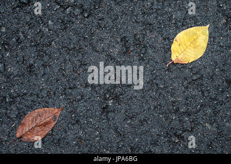 Naturwissenschaft, zwei Laub auf schwarzem asphalt Stockfoto