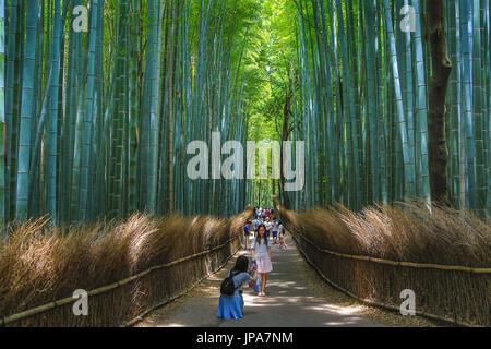 Japan, Kyoto City, Arashiyama Bereich, Bambu Holz Stockfoto