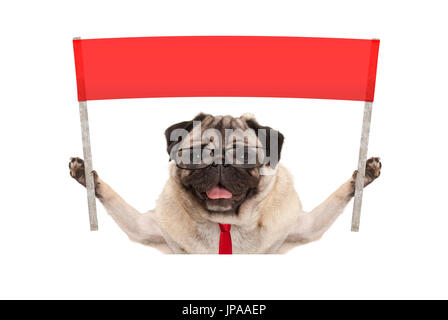 Geschäft Mops Hund mit Krawatte und lesen Gläser, hält Schild mit roten Banner, isoliert auf weißem Hintergrund Stockfoto