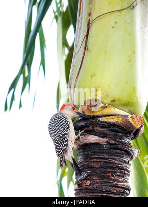 Rotbauch-Specht, Melanerpes Carolinus, Stockfoto