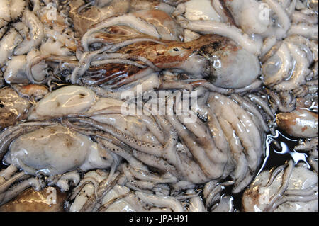 fangfrisch Tintenfischen am Fischmarkt Stockfoto