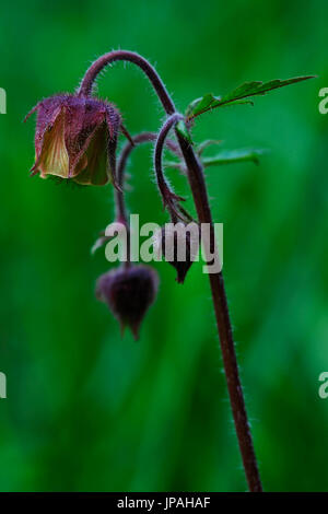 gemeinsamen Kuhschelle im mittleren Nahaufnahme (Pulsatilla Pratensis). Stockfoto