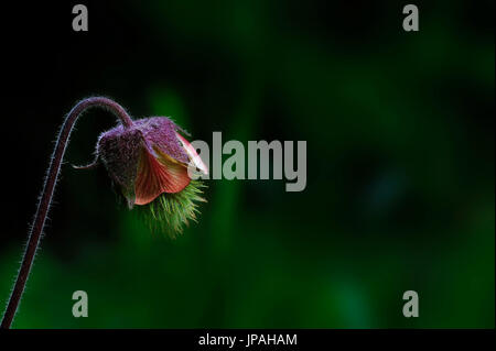 gemeinsamen Kuhschelle im mittleren Nahaufnahme (Pulsatilla Pratensis). Stockfoto