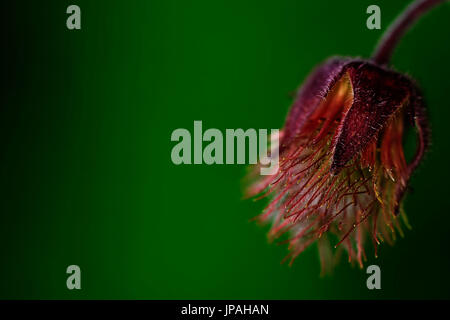 gemeinsamen Kuhschelle im mittleren Nahaufnahme (Pulsatilla Pratensis). Stockfoto