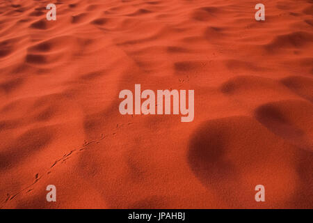 Spuren einer Eidechse im roten Sand des Wadi Rum in Jordanien. Stockfoto