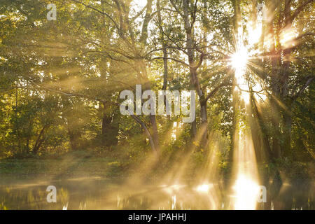 Die Sonne bricht durch den Wald am Ufer eines kleinen Teiches durch Morgennebel, die Sonnenstrahlen werden plastisch dargestellt. Stockfoto