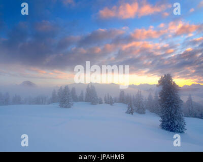 Blick auf die Hochalm (in 1430 m) mit winterlichen Licht Stimmung, eine Spur von Schneeschuhen im Schnee Stockfoto