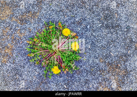 Flache Draufsicht der Blume Löwenzahn Kreis wächst in Straße Kiesweg Stockfoto