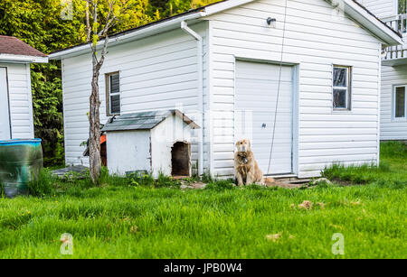 Golden Retriever Hund sitzt außerhalb von Hundehütte an der Leine im Garten Stockfoto