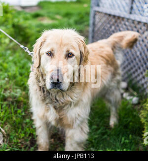 Golden Retriever Hund Leine traurig Portrait Sommer Gras Stockfoto