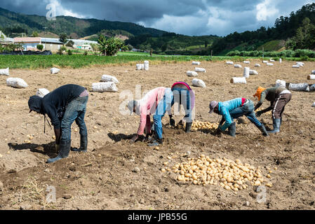 CONSTANZA, Dom Republik - 12. Dezember 2015: haitianischen Bauern in das Tal von Constanza umgeben von Bergen, die landwirtschaftliches Zentrum der Dominikanischen Republik Stockfoto