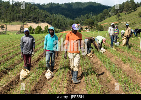 CONSTANZA, Dom Republik - 12. Dezember 2015: haitianischen Bauern in das Tal von Constanza umgeben von Bergen, die landwirtschaftliches Zentrum der Dominikanischen Republik Stockfoto