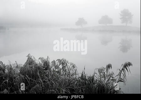 Reed Stielen und im Hintergrund die Spiegelung von mehreren Bäumen während der herbstlichen neblige Stimmung Stockfoto