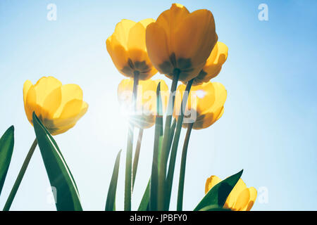 Unter Aufnahme von Tulpen Stockfoto