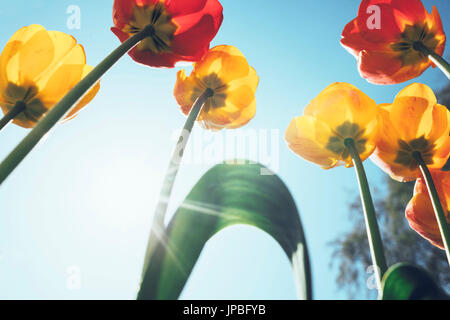 Unter Aufnahme von Tulpen Stockfoto