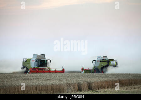 Zwei Mähdrescher bei der Ernte Stockfoto
