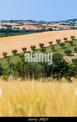 Felder und Olivenhaine auf die Landschaft Montelupone Provinz Macerata Marken Italien Europa Stockfoto