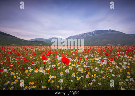 Blühende rote Mohnblumen und Margeriten Castelluccio di Norcia Provinz Perugia Umbrien Italien Europa Stockfoto