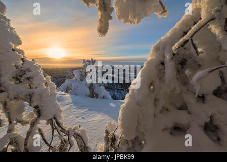 Sonne und blauer Himmel-Frame die gefrorenen Äste in der verschneiten Wälder Ruka Kuusamo Österbotten Region Lappland Finnland Europa Stockfoto