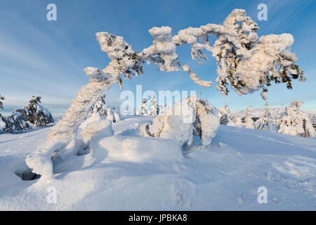 Sonne und blauer Himmel-Frame die gefrorenen Äste in der verschneiten Wälder Ruka Kuusamo Österbotten Region Lappland Finnland Europa Stockfoto