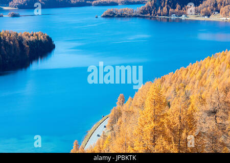 Die blauen Silsersee umgeben von bunten Wäldern des Herbstes Maloja Kanton Graubünden-Engadin-Schweiz-Europa Stockfoto